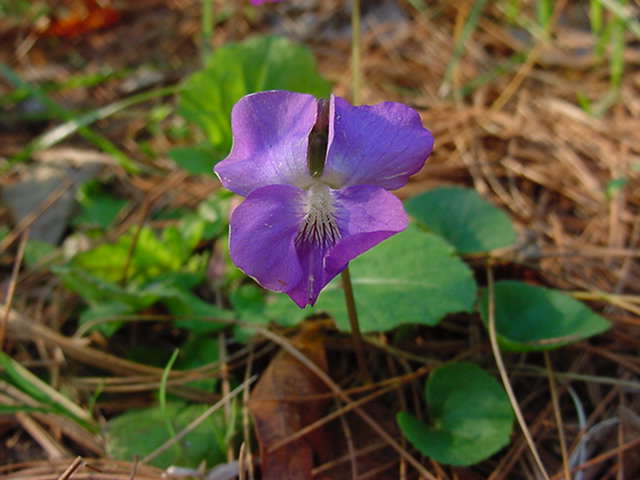 the common violet