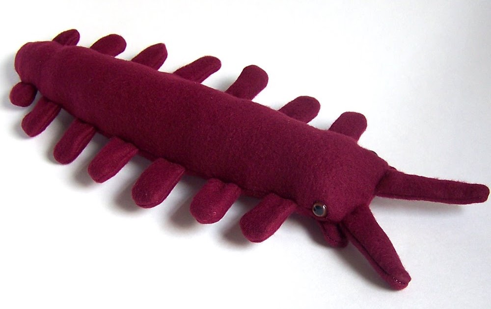 weirdbuglady Velvet worm