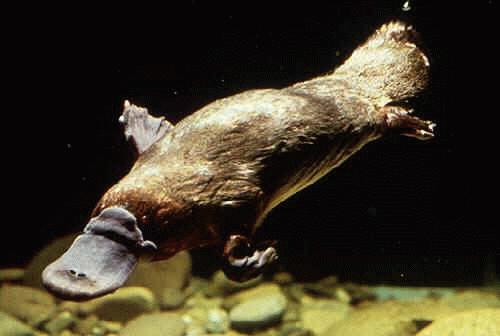 http://3.bp.blogspot.com/_PHovqvXRV_w/TGGeCvXhvwI/AAAAAAAACYg/KmNksfg0K2Q/s1600/platypus-03-swimming.JPG