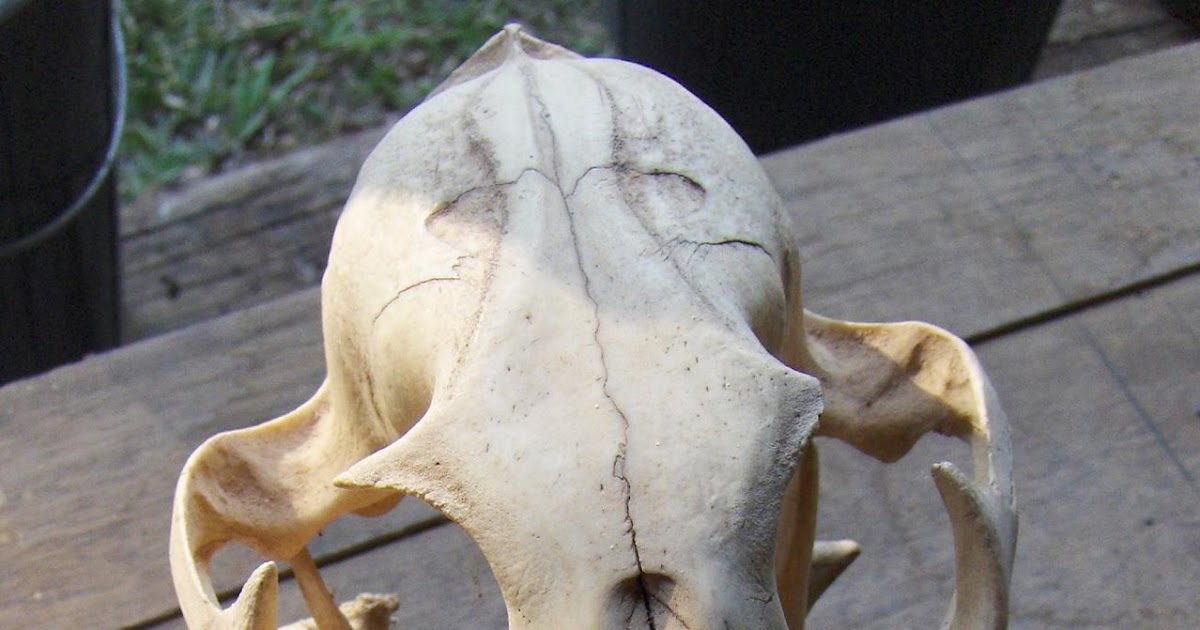 Tropical Biodiversity Santarém Pará Brasil Jaguar skull