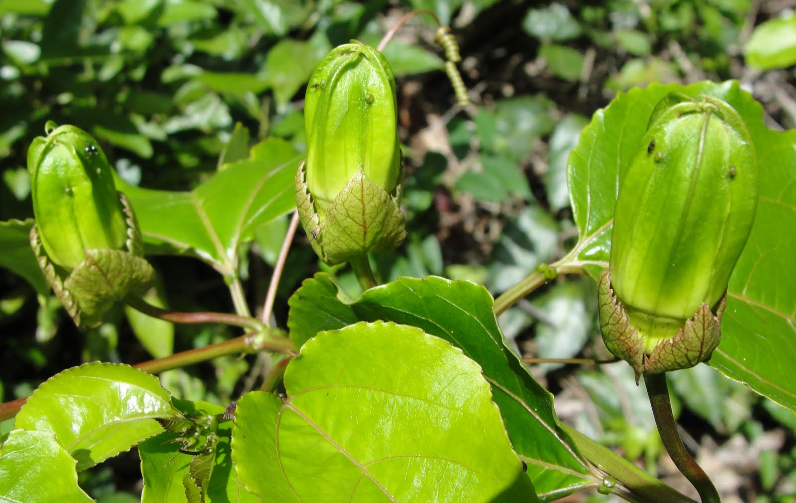 Tropical Biodiversity Santarém Pará Brasil Passion fruit flowers