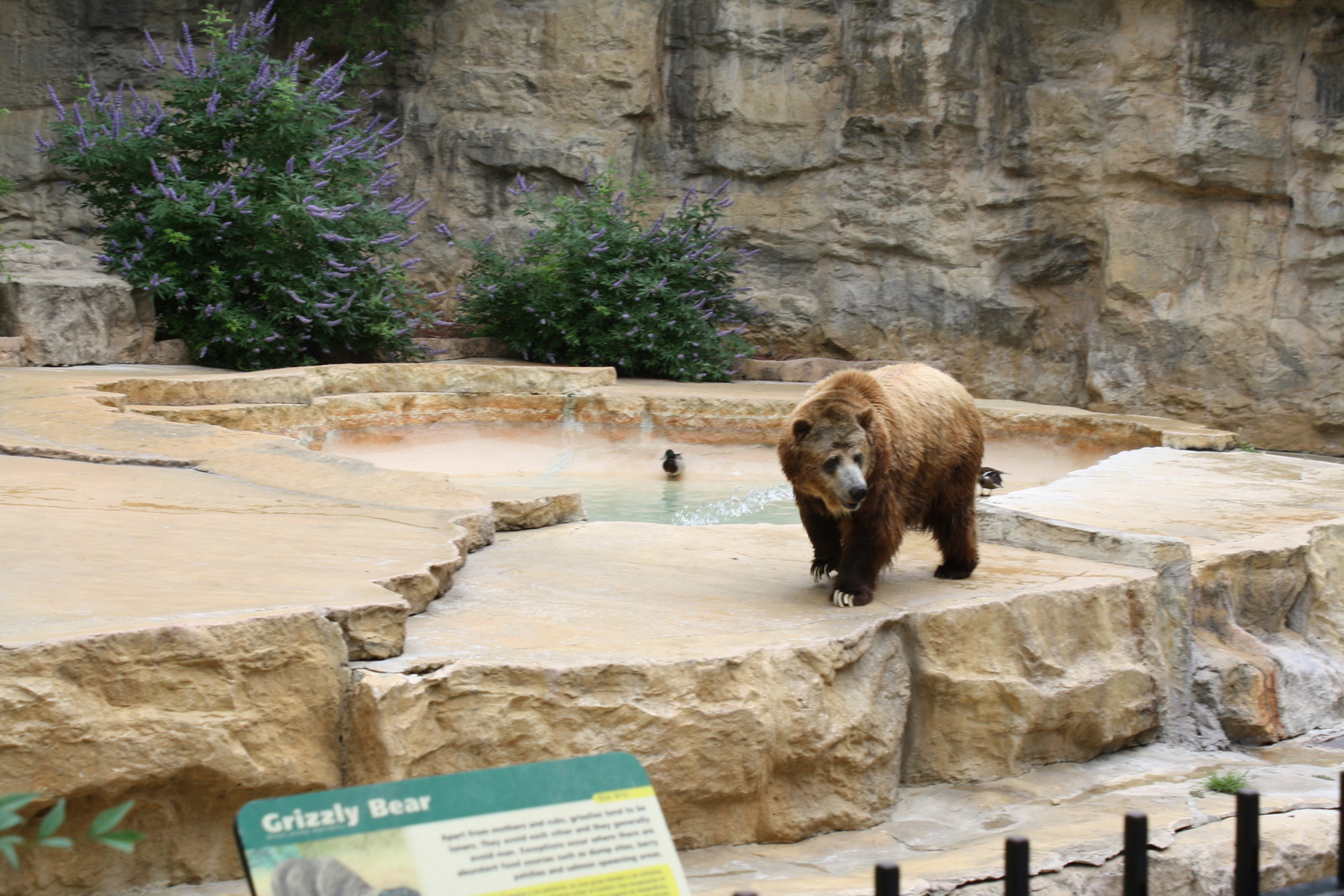 Milla's Many Adventures Road Travels & San Antonio Zoo