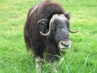 Musk ox