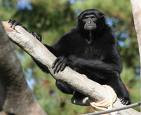 Siamang