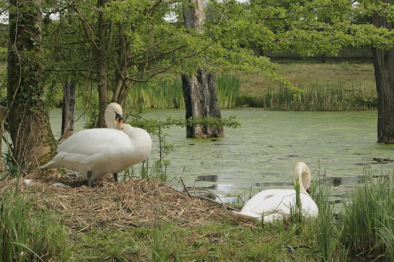 swans%2Band%2Beggs.jpg