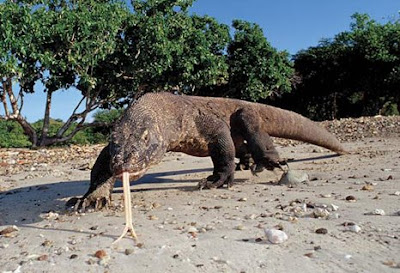 [Resim: komodo_ejderi-komodo_dragon23.jpg]