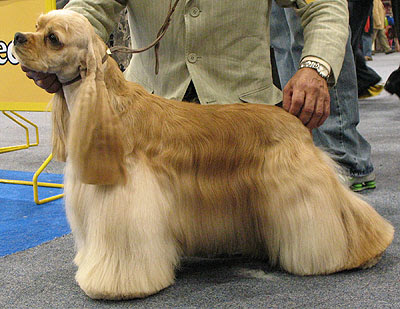 Labrador+cocker+spaniel+cross