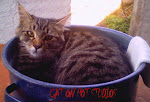 Cat on Pot Studios