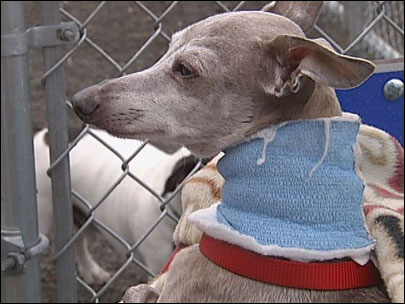 Pitbull+italian+greyhound+mix