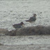 Green-winged Teal & Spotted Redshank