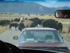 Why did the bison cross the road?