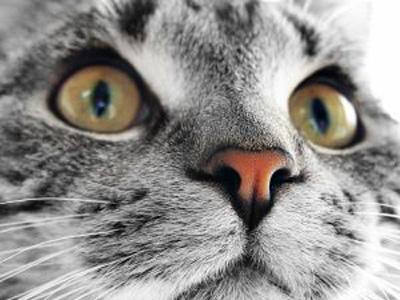 [gato-769209.jpg]