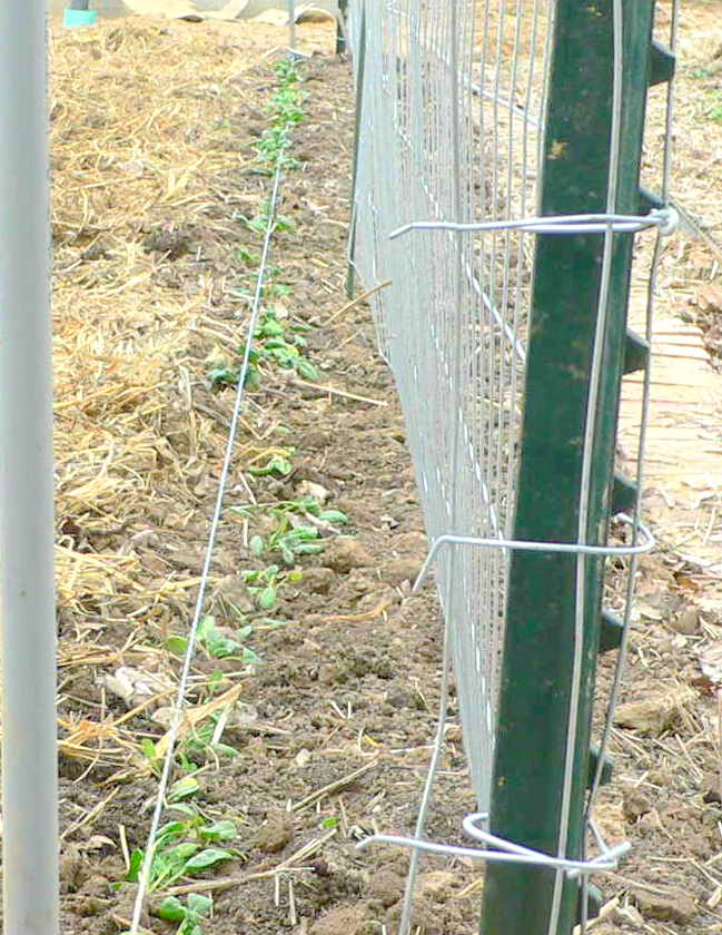 [planting+peas+2.JPG]