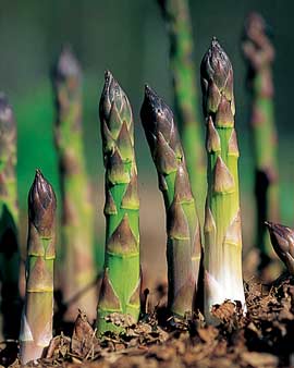 [asparagus.jpg]