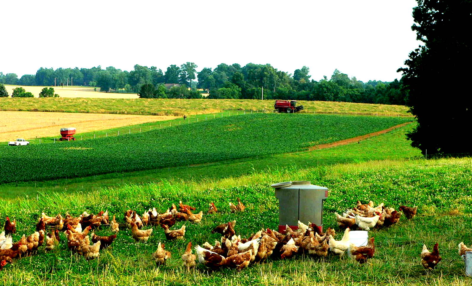 [chickens+on+pasture.jpg]