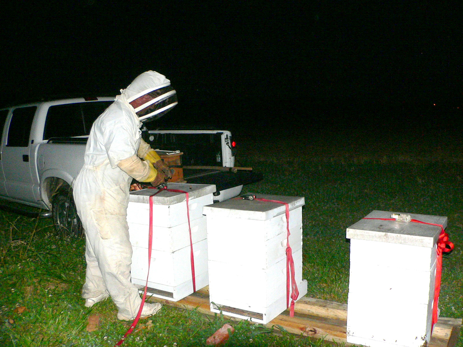 [the+bees+091.JPG]