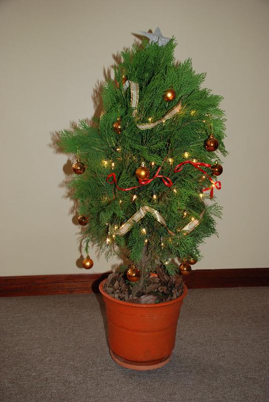 [tree.jpg]