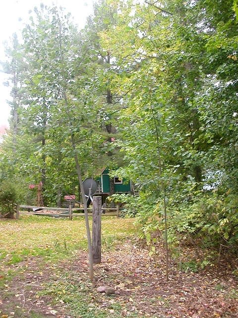 [birches.jpg]