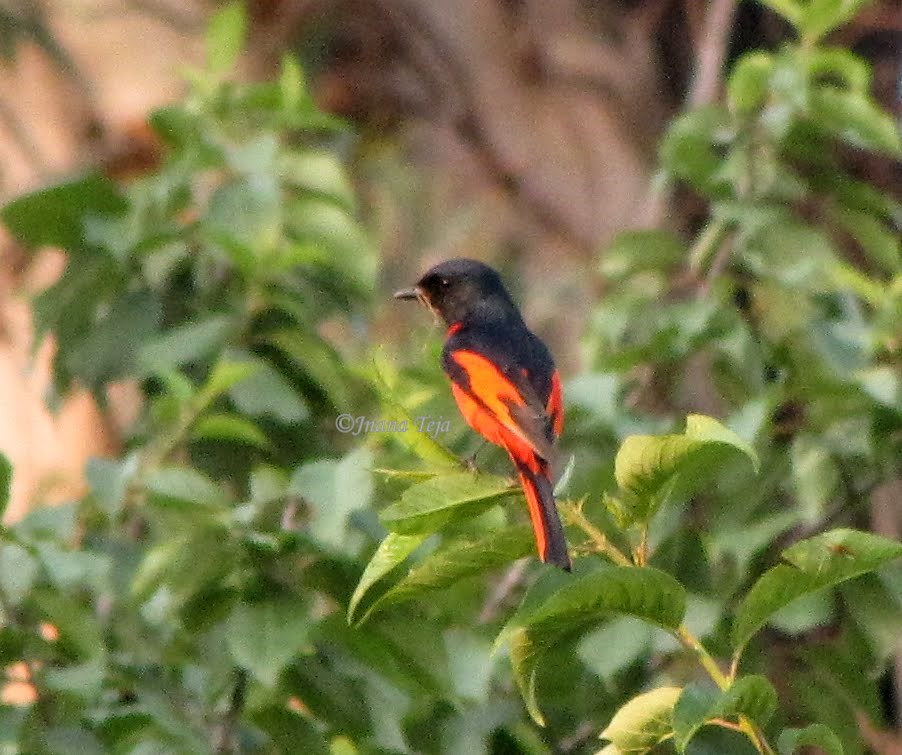 India Traveller Uttarakhand Himalayas Birds of Kumaon Part 4