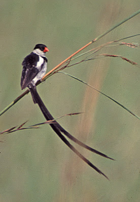 Pin-Tailed Whydah Pin+tailed+whydah