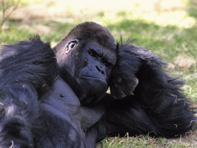 [1104755~Lowland-Gorilla-Resting.jpg]