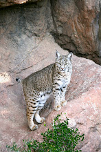 BOBCAT