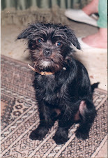 El perro de la casa