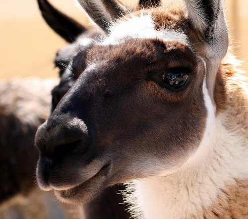 [Llama.jpg]