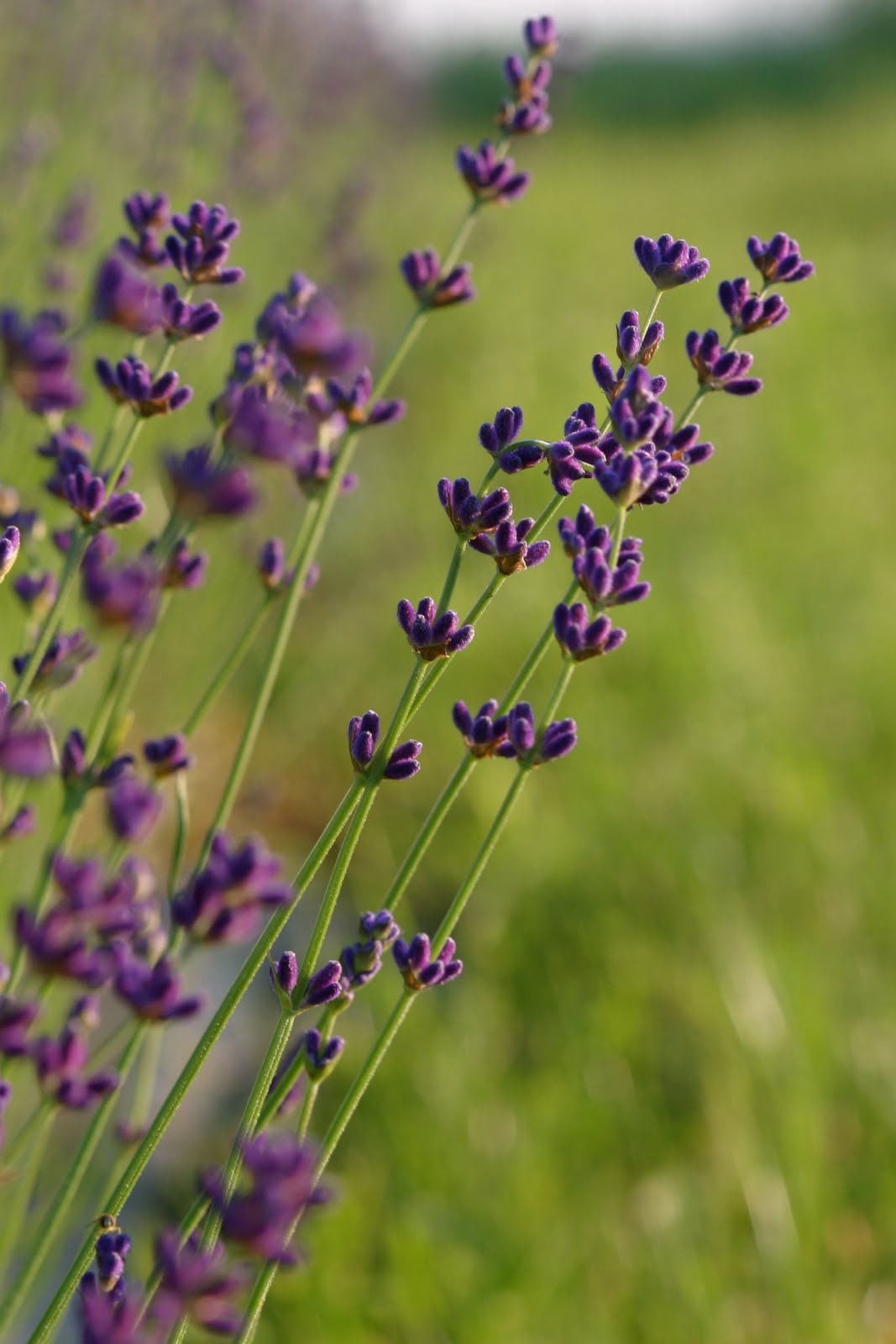 Purple Dog Lavender Farm August 2010