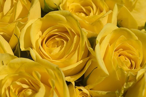 [Rosas+amarela.jpg]