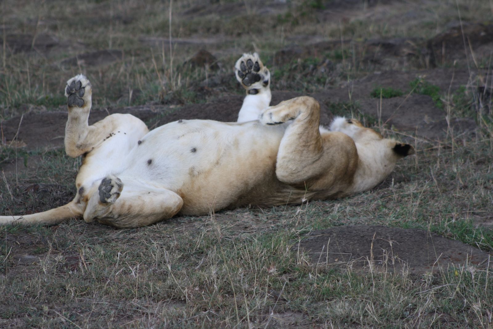 Pregnant lioness art: New pose soon :|: Lioden