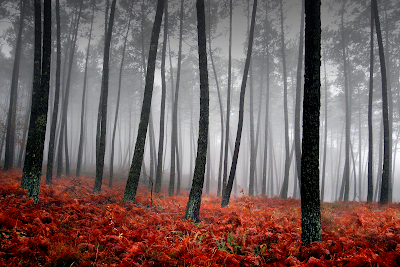 autumn trees ferns forest fall landscape desktop backgrounds forrest morning mountains fog nature spring wallpapers peaceful winter fern tree desert