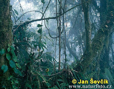 bali rain forest