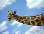 giraffe wallpaper