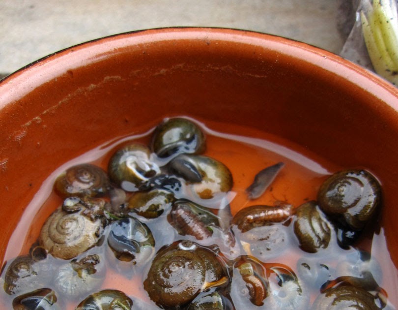 66 Square Feet (Plus) Beer trap for snails