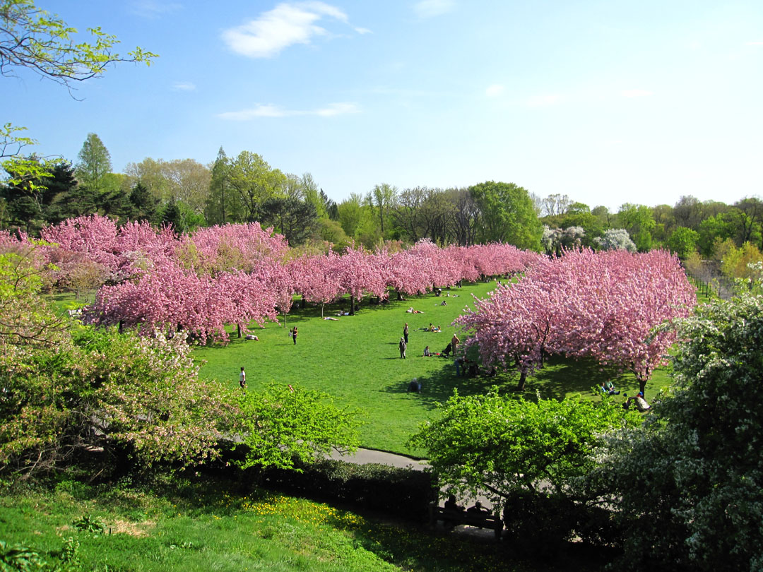 66 Square Feet (Plus) Cherries at the Brooklyn Botanic Garden