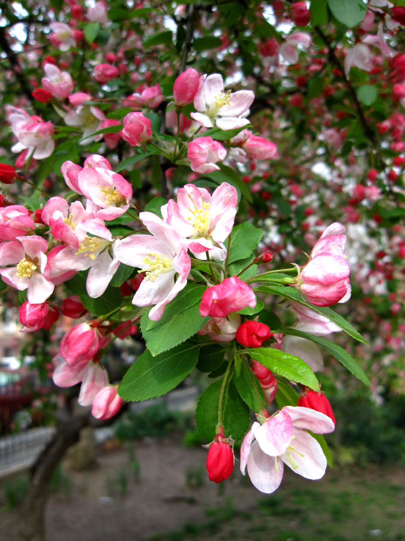 [crabapple.jpg]