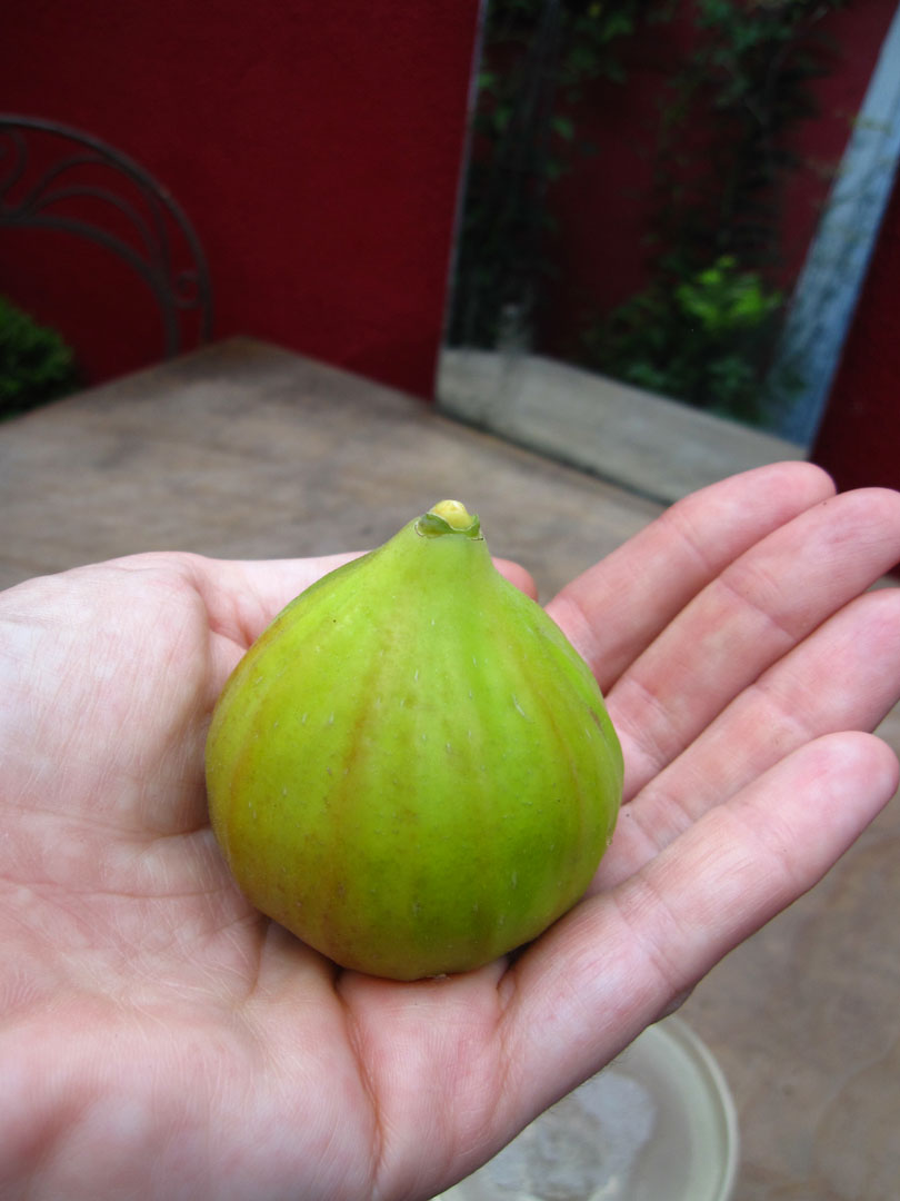 fig photo