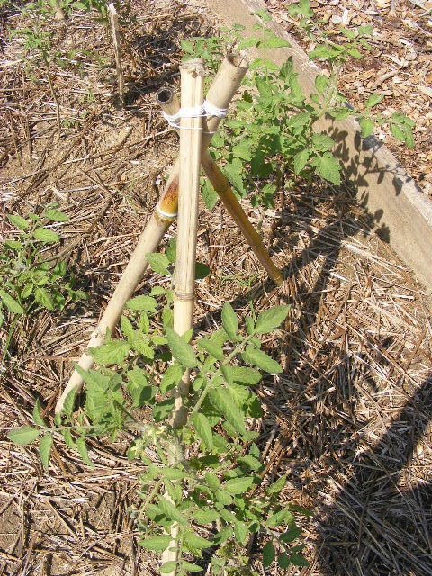 [DSCF0160.JPG]