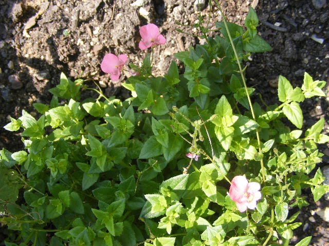 [DSCF0150.JPG]