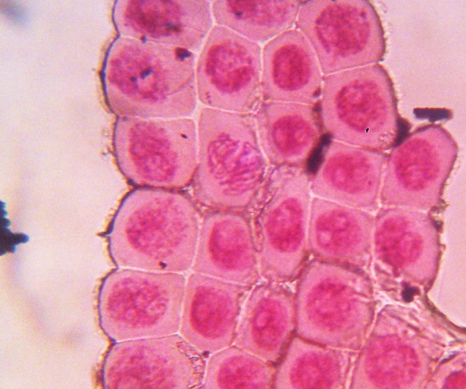 BIBLIOALMUNIA NANAS Y MITOSIS DE LA CEBOLLA...