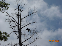 That's an eagle taking off