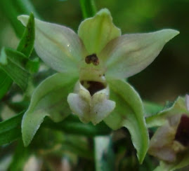 Wespenorchis contra Knopkruid