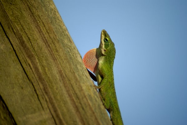 [lizard.jpg]