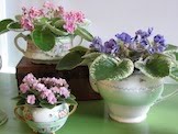 AFRICAN VIOLETS
