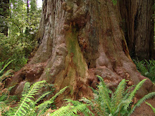 My Favorite Tree