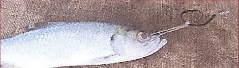 [circle+rig+catalina.jpg]