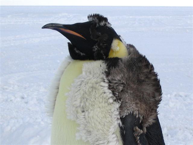 [penguin+cold.jpg]