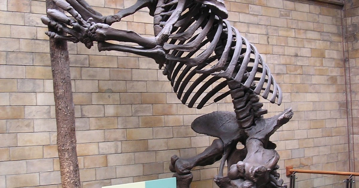 Kumtuks Tahlkie Fossil Vertebrate of the Month Megatherium americanum
