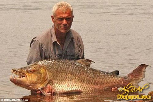 goliath tiger fish river monsters. Giant Goliath Tigerfish